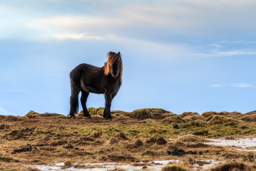 beautiful image of an icelandic horse in the winter landscape of iceland