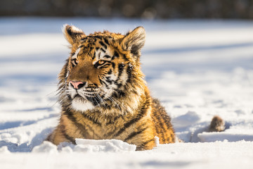 Wall Mural - Beautiful young Siberian Tiger enjoying his typical environment,.