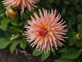 Wall Mural - Chrysanthemum