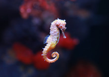Seahorse (Hippocampus) Swimming.