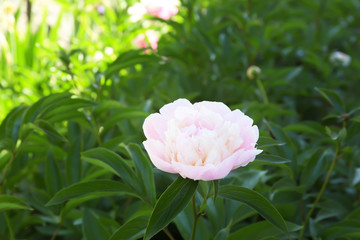 Sticker - Beautiful peony flower in garden, closeup