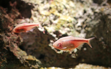 Blind cave mexican tetra aquarium fish.