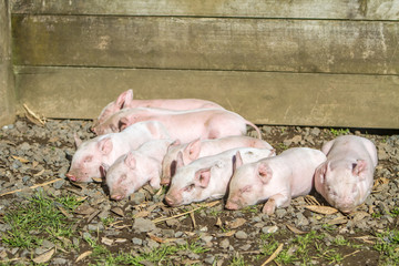 young cute piglets on farm