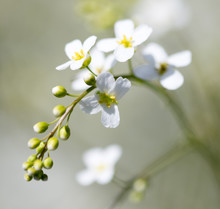 Small White Flowers On The Nature