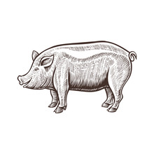 Farm Pig Animal Sketch, Isolated Pork On The White Background. Vintage Style. Vector Illustration.