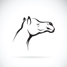 Vector Of A Camel Head On White Background, Wild Animals.