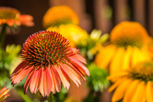 Horizontal Macro Photo Of A Red Coneflower With Several Other Golden Yellow Cone Flowers In Soft Focus In The Background