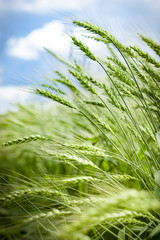 Spikelets of young wheat in summer