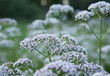 A beautiful valerian flowers blossoming in a summer meadow. A vibrant scenery.