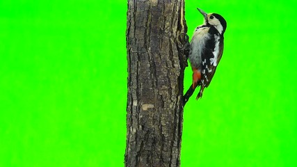 Canvas Print - Great Spotted Woodpecker (Dendrocopos major)  isolated on a green background in studio shot