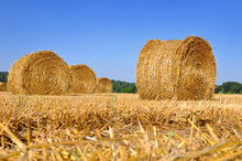 Golden Straw Bale In A Field Under Blue Sky