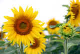Fototapeta Kwiaty - Big and small sunflower