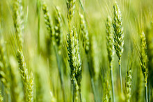 Green Wheat Macro. Beautiful Wheat Field. Wheat Detail. Wheat On The Blue Sky.  Green Wheat And Blue Sky. Macro Wheat. Closeup. Agriculture