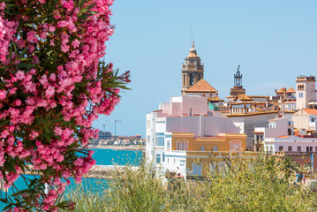 Blooming Oleander against the background of the historical center in the Sitges, Barcelona, Catalunya, Spain. Copy space for text. Isolated on blue background.