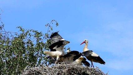 Wall Mural - family of white storks in village Biskupice in Czech republic,