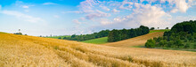 Panorama Of Wheat Field In The Morning In Kansas