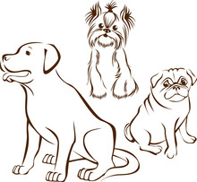 Set Of Dogs Breeds