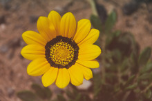 Over Head Capture Of Blooming Large Yellow Flower In Arid Environment