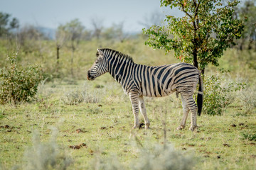 Wall Mural - Side profile of a Zebra in Etosha.