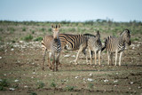 Fototapeta Sawanna - Herd of Zebras standing in the grass.