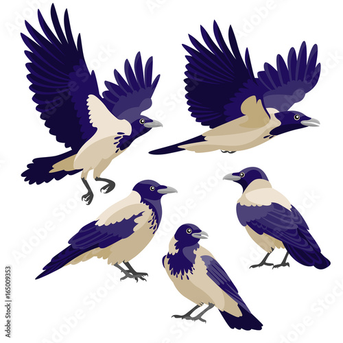 Vecteur Stock Crows on white background / There are three sitting crows