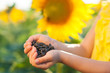 Children's hands hold sunflower seeds