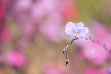 Wall Mural - lone blue flower on a pink background. soft focus.