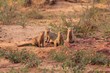 Band of Banded Mongoose