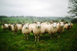 © DL Acken - Flock of sheep standing in pasture
