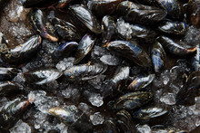 Mussels On Ice