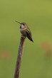 © mtnmichelle - Rufous Hummingbird