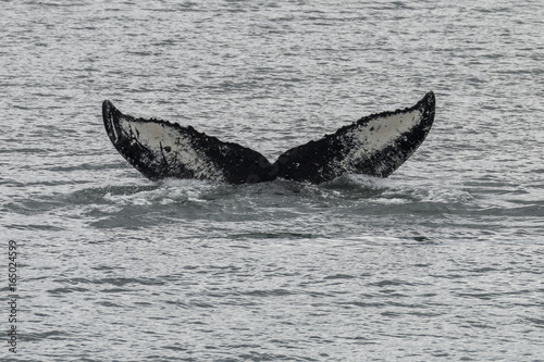 Fotografie, Tablou Humpback Whale fluke in Southeast Alaska