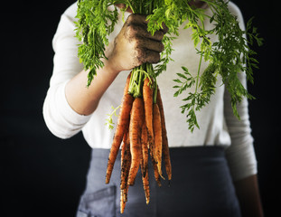 Closeup of hand holding fresh organic carrots with black background