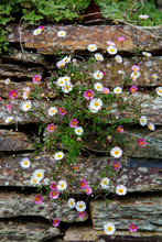 Flowers On Stone Wall
