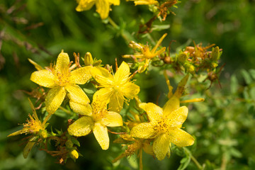 Wall Mural - St. John's wort flowers selective focus