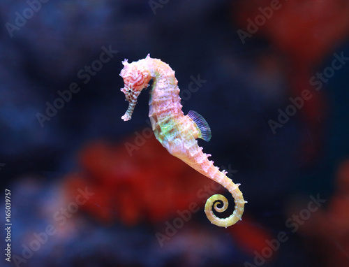 Photo seahorse (Hippocampus) swimming.