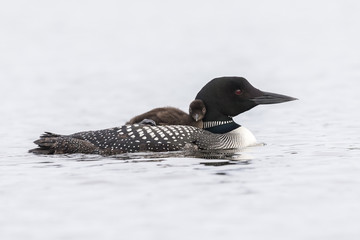 A week-old Common Loon chick  riding on its mother's back - Ontario, Canada