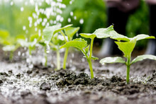 Cucumber Sprouts In The Field And Farmer  Is Watering It;   Seedlings In The Farmer's Garden , Agriculture, Plant And Life Concept (soft Focus, Narrow Depth Of Field)
