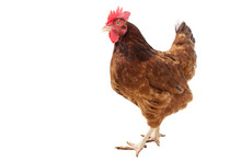 Brown Hen Isolated On White, Copy Space