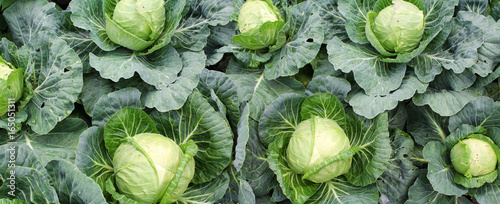 Photographie Panoramic image of cabbage on vegetable garden