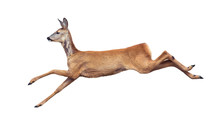 Jump Of The Roe Deer Isolated On White.