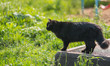 Stray black cat. Selective focus with depth of field.