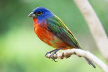 Painted Bunting - Passerina Ciris - Most Beautiful Colored Bird Of The North America - Protected