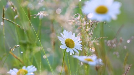 Wall Mural - Beautiful floral background. Close-up view of many wild plants of different kinds slightly moving in wind in charming soft light of sun. Sparkling morning drops of dew on leaves of daisies. 