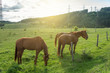 horses on countryside on sunrise