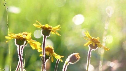 Wall Mural - Beautiful morning floral background. Closeup of yellow flowers with drops of dew in charming light of sun. Plants, wildflowers in countryside meadow. Beauty of nature concept. Shallow depth of field.