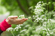 © igor tsarev  - The womans hand touching goutweed flowers