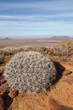 Mountain Top Cactus