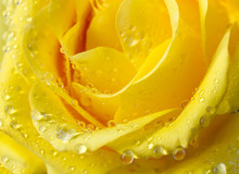Close-up View Of Beatiful Yellow Rose With Water Drops
