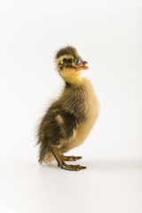 Funny duckling of a wild duck on a white background